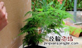 养殖文竹的方法 养殖文竹的技巧