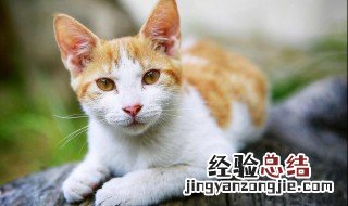 什么人适合养猫风水学 适合养猫的风水