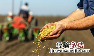 春小麦主要分布在哪里 春小麦播种的相关资料介绍