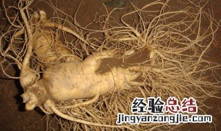 野山参的保存方法有哪些 野山参的保存方法