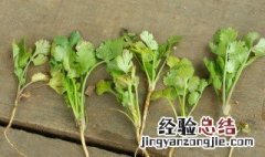 香菜种植方法和时间是什么 香菜种植方法和时间介绍