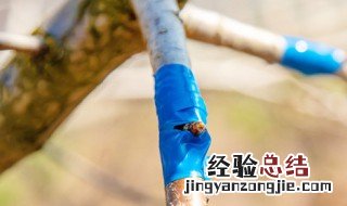 果树芽接几月份嫁接 果树芽接时间和方法