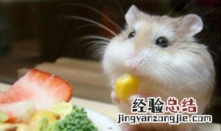可爱的仓鼠品种 有你喜欢品种吗