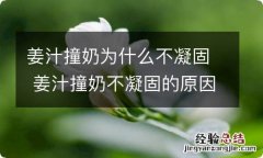 姜汁撞奶为什么不凝固 姜汁撞奶不凝固的原因