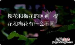 樱花和梅花的区别樱花和梅花有什么不同