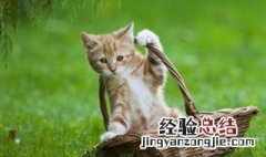 梦见小猫咪 梦见小猫咪和我亲近