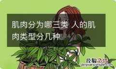 肌肉分为哪三类 人的肌肉类型分几种