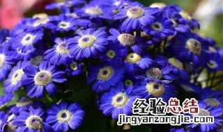 瓜叶菊夏天该怎么养 瓜叶菊夏天该怎么养