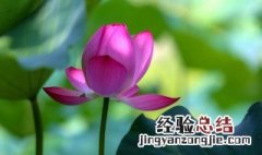 怎样给莲花施肥 如何给莲花施肥