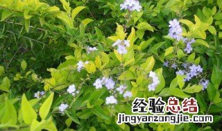 金露花怎么过冬 金露花冬天怎么养