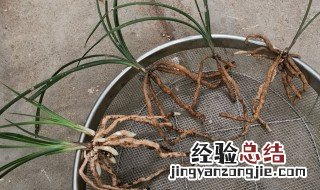 水培兰花烂根处理方法 水培兰花根烂了后怎么处理