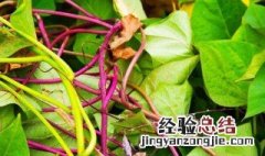 红薯茎杆怎么长期保存 红薯杆长期储存的方法