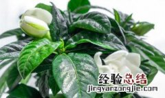 水栀子种植方法图解 水栀子种植方法