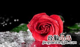 55朵玫瑰代表什么意思 55朵玫瑰代表的意思是什么