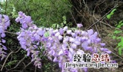 葛花树种植方法 葛花树种植方法图解