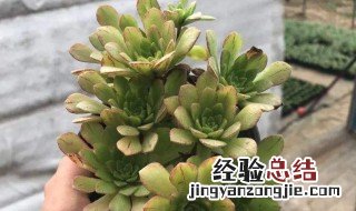 冰羽门客法师怎么养 冰雨门客怎么养