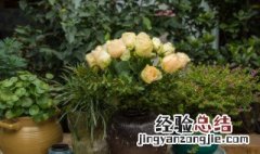 怎样养好芙蓉花盆栽 怎样养好芙蓉花