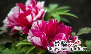 枯枝牡丹盆栽方法视频 枯枝牡丹盆栽方法