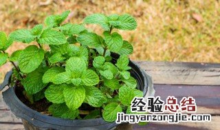 新鲜薄荷叶怎么长期保存 新鲜薄荷叶怎么保存时间更长