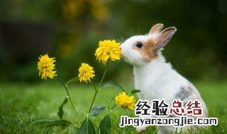 兔子可以吃新鲜的蔬菜吗 兔子可以吃新鲜的蔬菜吗视频