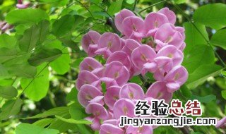 大富贵花的养殖方法 大富贵的养殖方法