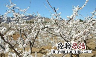 杏树冬天怎么管理 杏树冬季要怎么养