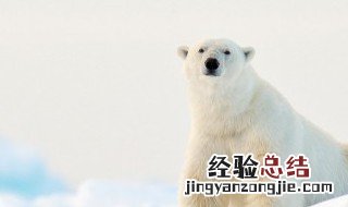 公益周上线的保护地里有什么动物 公益周上线的保护地里有哪些动物