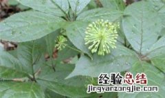 龙爪叶怎么养才能更茂盛呢 龙爪叶怎么养才能更茂盛