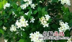 盆栽十里香花怎么养 盆栽十里香花怎么养好