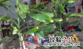 时来运转花怎么养 时来运转花怎么养大叶子