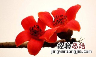 木棉花怎么做肥料 木棉花怎么做肥料用
