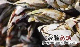 鹅颈藤壶是什么 什么是鹅颈藤壶