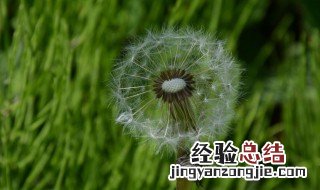 人工种植蒲公英和野生的有区别吗 蒲公英种植的和野生的有什么区别