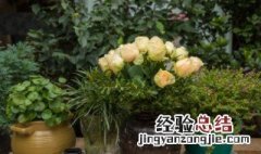 火星花怎么养在家里 火星花怎么养