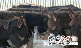 驴的饲养技术是什么 驴的饲养技术是怎样的