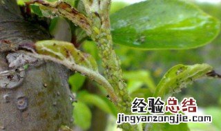 蚜虫的防治方法有哪些 蚜虫的防治方法介绍