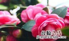 十八学士茶花花期长吗 十八学士茶花花期