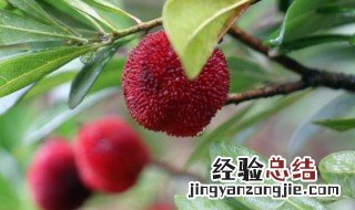 杨梅如何保存 杨梅保存方法