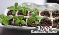 牛奶过期了能种菜吗 过期奶粉能种菜吗