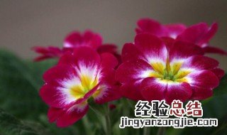 报春花怎么养家庭养法 报春花怎么养