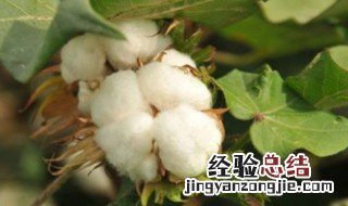 棉花的产地在哪里 棉花的产地在哪