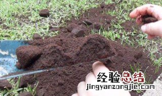 咖啡渣适合养什么植物 咖啡渣养什么绿植最好