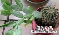 植物嫁接后要怎么养护呢 植物嫁接后要怎么养