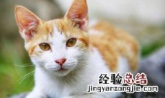 猫与猫科动物是一个祖先吗 猫与猫科动物有共同祖先吗