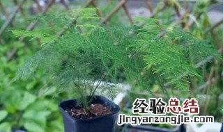 属虎的人适合养什么花最好 属虎的人适合养什么花