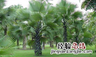 家里种棕榈树好不好 种在哪个位置比较好