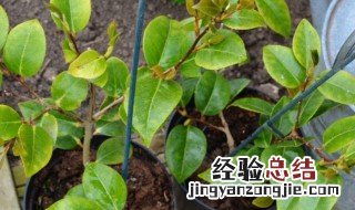 鹅掌木扦插繁殖方法是什么 鹅掌木如何扦插