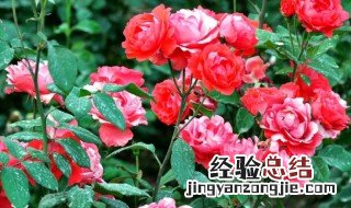 沙漠玫瑰怎么养殖 沙滩玫瑰花的养殖