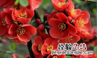 海棠花语是什么 海棠花语简单介绍