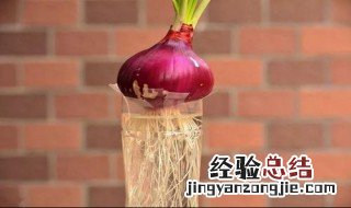 洋葱会开花吗怎么种洋葱 洋葱的花是什么样的